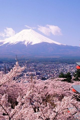 Обои гора, весна, сакура, токио, фудзиям, mountain, spring, sakura, tokyo, fujian разрешение 2560x1600 Загрузить
