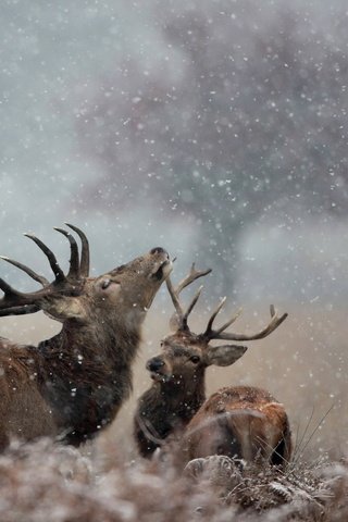 Обои снег, природа, зима, рога, олени, лось, snow, nature, winter, horns, deer, moose разрешение 1920x1200 Загрузить