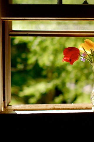 Обои цветы, лето, день, букет, тюльпаны, окно, ваза, flowers, summer, day, bouquet, tulips, window, vase разрешение 1920x1200 Загрузить