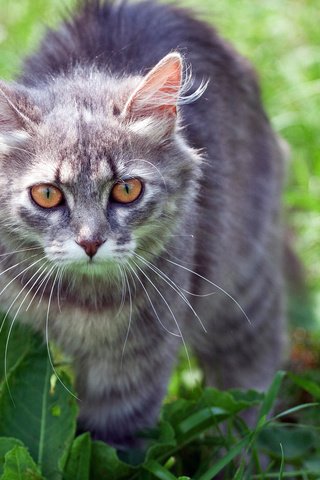 Обои трава, кот, лето, кошка, взгляд, серый кот, grass, cat, summer, look, grey cat разрешение 1920x1200 Загрузить