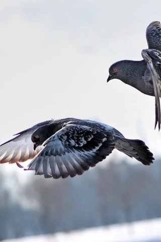 Обои небо, полет, город, крылья, птицы, пара, голуби, the sky, flight, the city, wings, birds, pair, pigeons разрешение 1920x1200 Загрузить