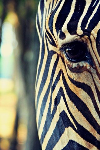 Обои морда, зебра, полоски, макро, глаз, face, zebra, strips, macro, eyes разрешение 1920x1200 Загрузить