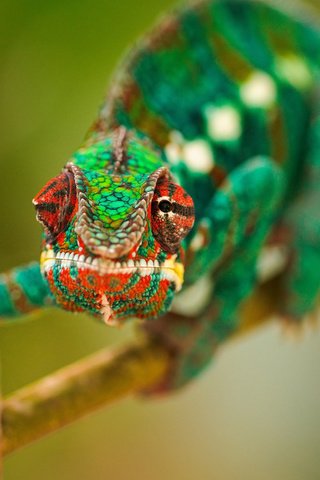 Обои глаза, ветка, макро, разноцветный, ящерица, хамелеон, рептилия, eyes, branch, macro, colorful, lizard, chameleon, reptile разрешение 1920x1200 Загрузить