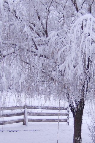 Обои снег, дерево, зима, ветки, мороз, иней, забор, зимний лес, snow, tree, winter, branches, frost, the fence, winter forest разрешение 1920x1200 Загрузить