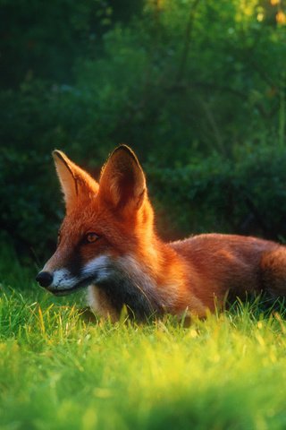 Обои трава, лето, рыжая, лиса, лисица, grass, summer, red, fox разрешение 2034x1416 Загрузить