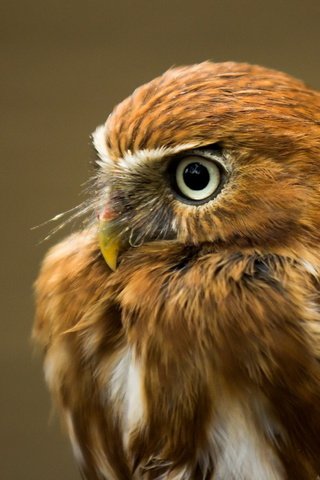 Обои сова, фон, взгляд, орел, хищник, птица, owl, background, look, eagle, predator, bird разрешение 1920x1200 Загрузить