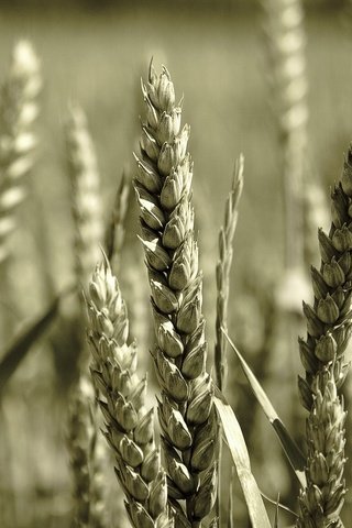 Обои макро, поле, колосья, пшеница, колоски, macro, field, ears, wheat, spikelets разрешение 1920x1200 Загрузить