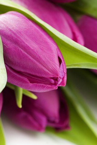 Обои цветы, макро, фото, обои для рабочего стола, тюльпаны, flowers, macro, photo, wallpaper for desktop, tulips разрешение 1920x1200 Загрузить