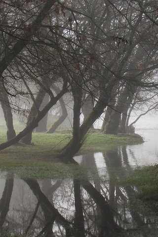 Обои деревья, вода, отражение, туман, trees, water, reflection, fog разрешение 1920x1200 Загрузить