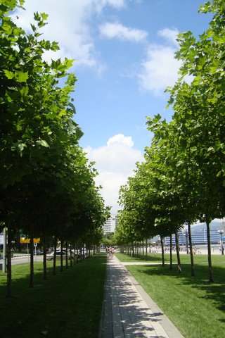 Обои деревья, россия, аллея, новосибирск, trees, russia, alley, novosibirsk разрешение 2448x3264 Загрузить