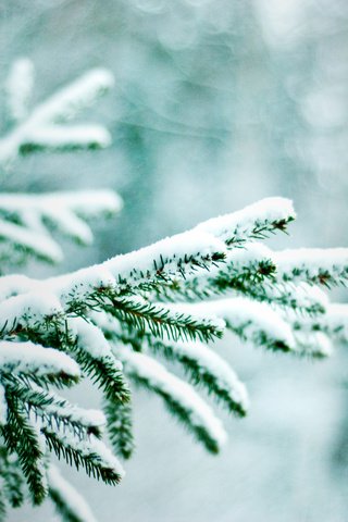 Обои ветка, снег, зима, макро, ель, еловая ветка, branch, snow, winter, macro, spruce, spruce branch разрешение 1920x1280 Загрузить