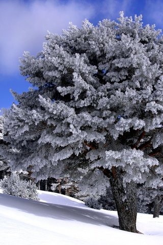 Обои деревья, снег, мороз, зимний лес, trees, snow, frost, winter forest разрешение 1920x1440 Загрузить