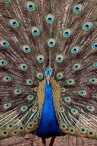 Обои птица, павлин, перья, хвост, bird, peacock, feathers, tail разрешение 1920x1200 Загрузить