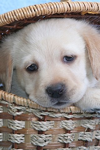 Обои морда, взгляд, собака, щенок, корзина, лабрадор, милый, face, look, dog, puppy, basket, labrador, cute разрешение 2560x1600 Загрузить