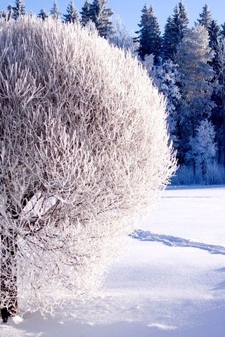 Обои снег, дерево, лес, зима, тропинка, сугробы, зимний лес, snow, tree, forest, winter, path, the snow, winter forest разрешение 2000x1250 Загрузить