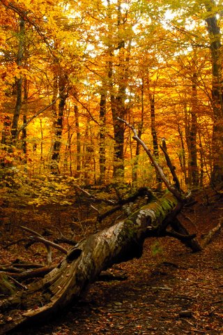 Обои природа, дерево, лес, осень, nature, tree, forest, autumn разрешение 1920x1280 Загрузить