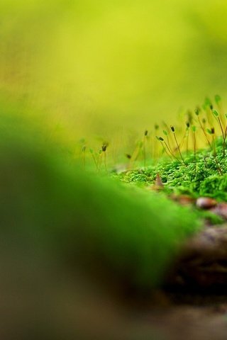 Обои трава, природа, зелень, макро, мох, grass, nature, greens, macro, moss разрешение 1920x1080 Загрузить