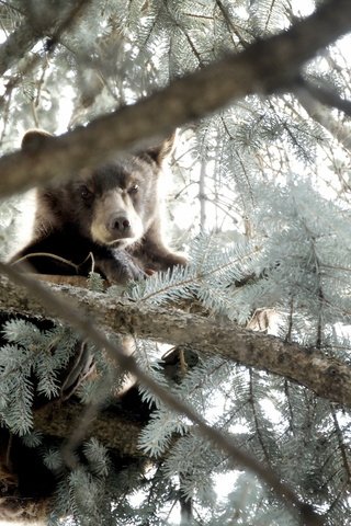 Обои природа, дерево, лес, хвоя, ветки, медведь, медвежонок, nature, tree, forest, needles, branches, bear разрешение 2560x1600 Загрузить