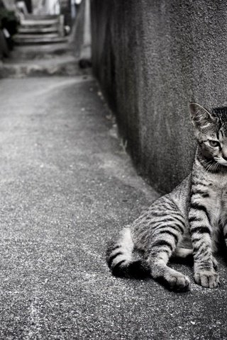 Обои кошка, одиночество, улица, кот.полосатый, cat, loneliness, street, cat.striped разрешение 2560x1600 Загрузить