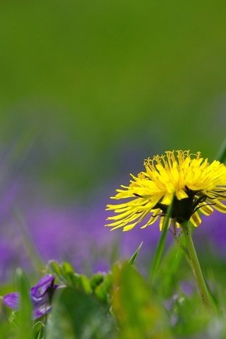 Обои трава, природа, цветок, поле, лето, одуванчик, grass, nature, flower, field, summer, dandelion разрешение 1920x1200 Загрузить