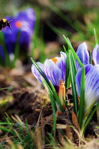 Обои трава, весна, шмель, крокусы, первые цветы, grass, spring, bumblebee, crocuses, the first flowers разрешение 2560x1700 Загрузить