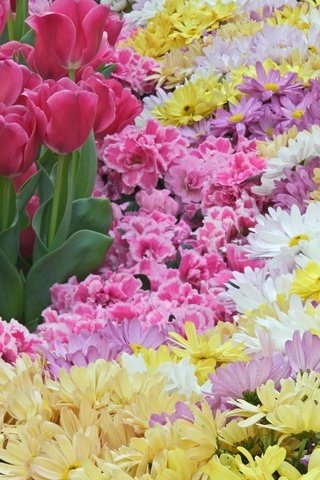 Обои цветы, весна, тюльпаны, розовые, красиво, хризантемы, разнообразие, flowers, spring, tulips, pink, beautiful, chrysanthemum, diversity разрешение 1920x1080 Загрузить