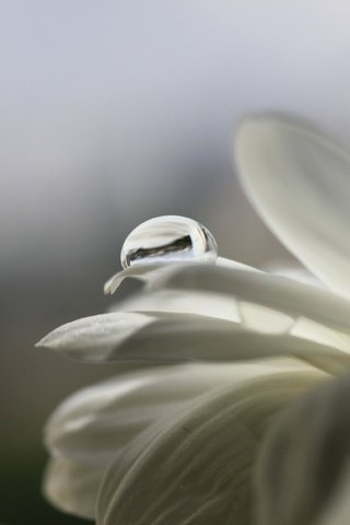 Обои макро, цветок, капли, лепестки, белый, cvety, kaplya, леспестки, macro, flower, drops, petals, white, lepestki разрешение 3750x2500 Загрузить