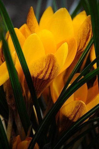 Обои цветы, крокусы, крокус, cvety, priroda, krokusy, flowers, crocuses, krokus разрешение 1920x1200 Загрузить