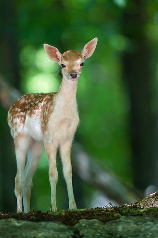 Обои свет, деревья, природа, лес, олень, животные, олененок, light, trees, nature, forest, deer, animals, fawn разрешение 2560x1600 Загрузить