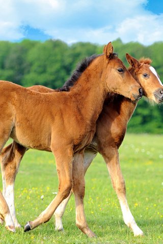 Обои цветы, трава, поле, лошади, кони, жеребята, flowers, grass, field, horse, horses, foals разрешение 2560x1600 Загрузить