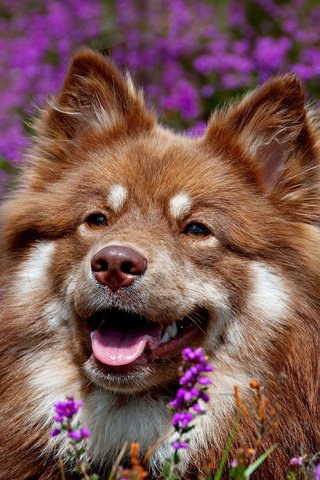 Обои морда, цветы, собака, уши, язык, финский лаппхунд, face, flowers, dog, ears, language, finnish lapphund разрешение 2560x1600 Загрузить