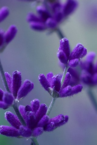 Обои макро, лаванда, фиолетовый, сиреневый, macro, lavender, purple, lilac разрешение 3618x1380 Загрузить