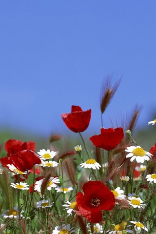 Обои небо, цветы, лето, маки, ромашки, the sky, flowers, summer, maki, chamomile разрешение 3840x1200 Загрузить