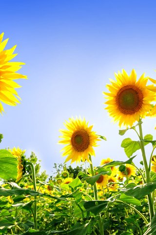 Обои небо, поле, подсолнух, подсолнухи, желтые, podsolnuxi, леспестки, the sky, field, sunflower, sunflowers, yellow, lepestki разрешение 1920x1200 Загрузить