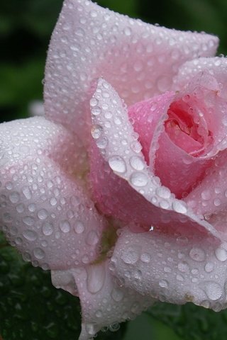 Обои роза, росы, красива, waterdrops, цветком, пинк, rose, dew, beautiful, flower, pink разрешение 2560x1600 Загрузить