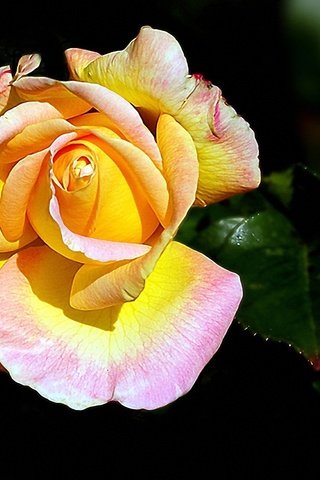 Обои розы, бутон, жёлтая, roses, bud, yellow разрешение 1920x1200 Загрузить
