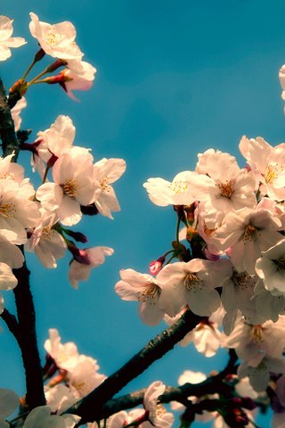 Обои цветение, весна, вишня, flowering, spring, cherry разрешение 1920x1080 Загрузить
