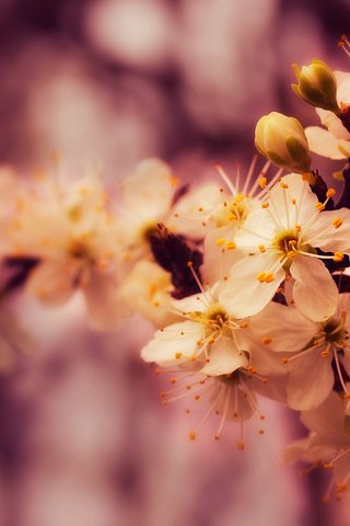 Обои цветы, ветка, природа, макро, вишня, flowers, branch, nature, macro, cherry разрешение 1920x1200 Загрузить