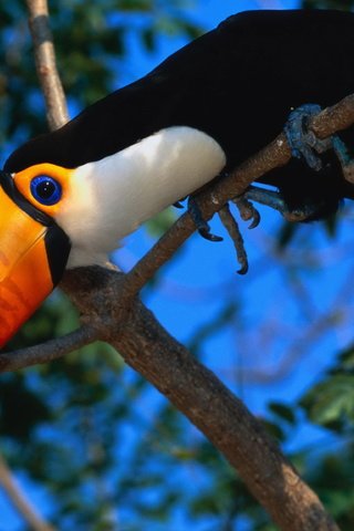 Обои птица, тукан, клюв, перья, bird, toucan, beak, feathers разрешение 4096x2304 Загрузить