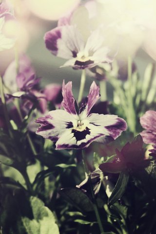 Обои cvety, nebo, makro, foto, fioletovye, anyutiny glazki разрешение 2560x1440 Загрузить