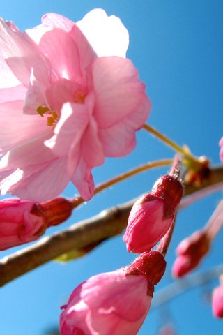 Обои сакура, rozovyj, vesna, nebo, cvetok, sakura разрешение 3072x2304 Загрузить