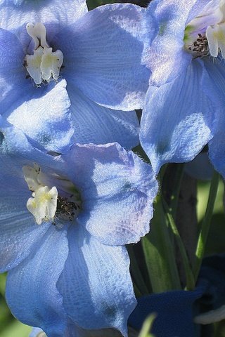 Обои цветы, голубые, cvety, leto, delfinium, sadovye, golubye, дельфиниум, flowers, blue, delphinium разрешение 1920x1440 Загрузить