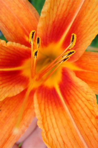 Обои макро, лилия, оранжевая, яркая, macro, lily, orange, bright разрешение 2000x1500 Загрузить