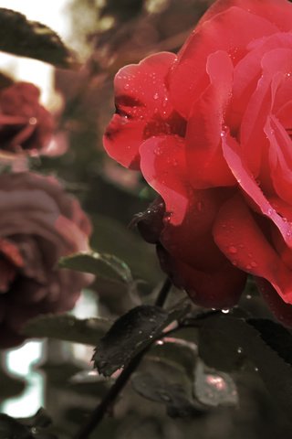 Обои цветы, макро, роза, лепестки, красная, makro, roza, krasnaya, flowers, macro, rose, petals, red разрешение 2560x1600 Загрузить
