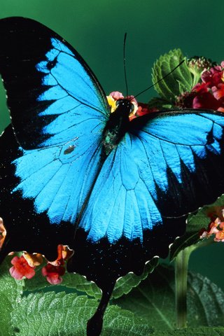 Обои цветы, насекомое, фон, бабочка, крылья, cvety, babochka, rastenie, flowers, insect, background, butterfly, wings разрешение 1920x1080 Загрузить