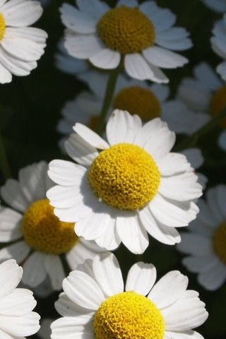 Обои cvety, romashki, priroda разрешение 2560x1440 Загрузить