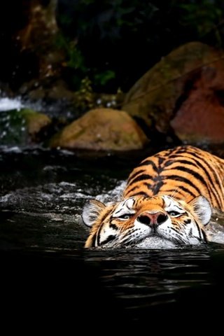 Обои тигр, вода, tiger, water разрешение 2000x1369 Загрузить