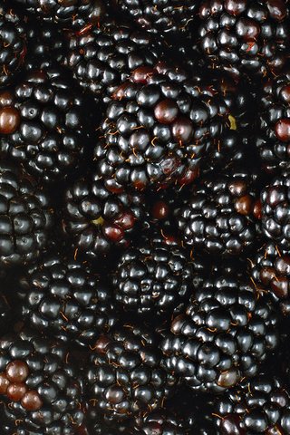 Обои макро, ягода, ягоды, много, ежевика, macro, berry, berries, a lot, blackberry разрешение 1920x1080 Загрузить