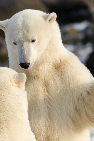 Обои белые, медведи, белый медведь, общение, белые медведи, полярные, разговор, white, bears, polar bear, communication, polar bears, polar, the conversation разрешение 1920x1200 Загрузить