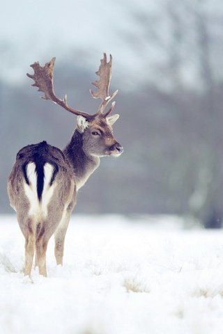 Обои снег, природа, лес, зима, рога, олени, snow, nature, forest, winter, horns, deer разрешение 1920x1200 Загрузить